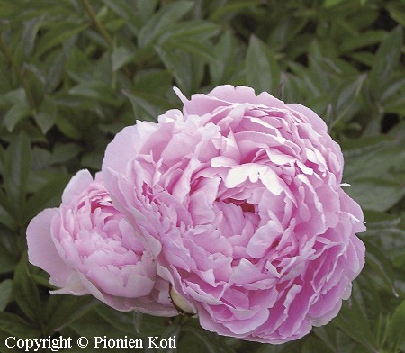 Paeonia lactiflora 'Pillow Talk' kiinanpioni